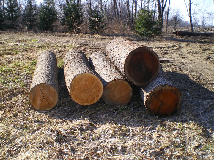 A whack of very nice Cherry logs waiting for the veneer buyer or possibly the sawmill.
